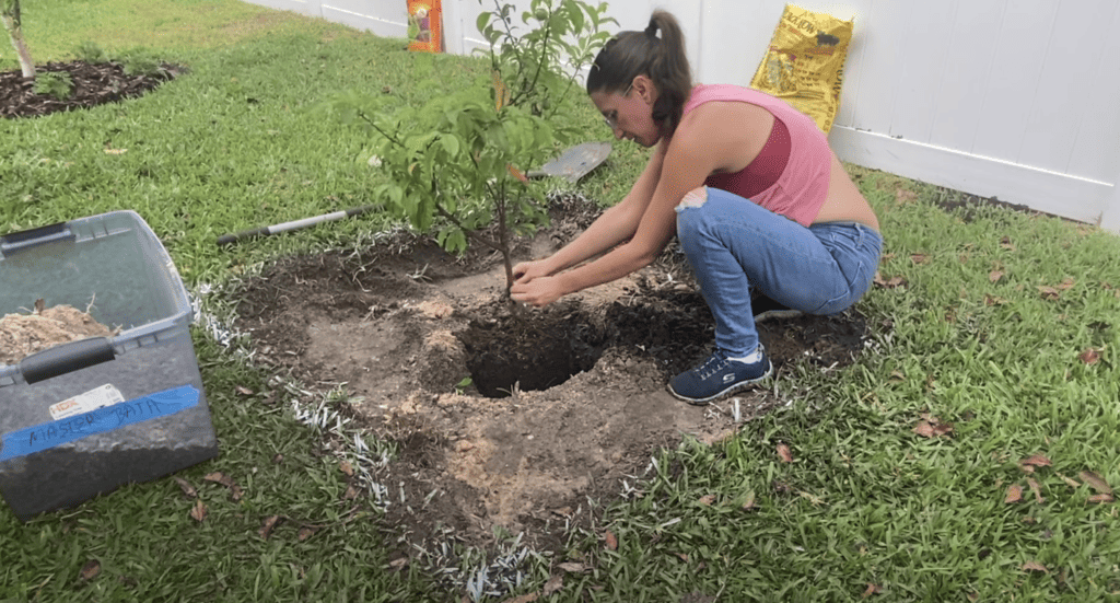 Planting fruit tree